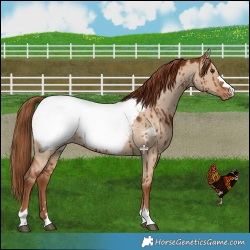 Horse Color:Red Dun Snowcap Brindle