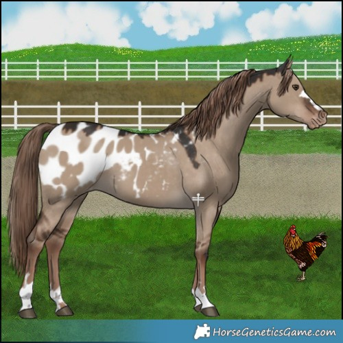 Horse Color:Liver Red Dun Blanket 