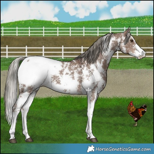 Horse Color:Liver Red Dun Mushroom Sabino Snowcap 