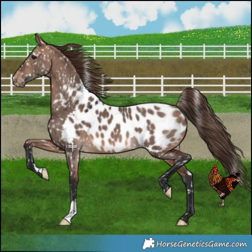 Horse Color:Bay Dun Mushroom Near Leopard 