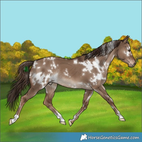 Horse Color:White Spotted Liver Red Dun Rabicano 