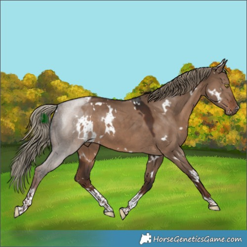 Horse Color:White Spotted Liver Red Dun Sabino