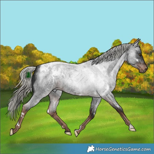 Horse Color:White Spotted Liver Red Roan Mushroom 