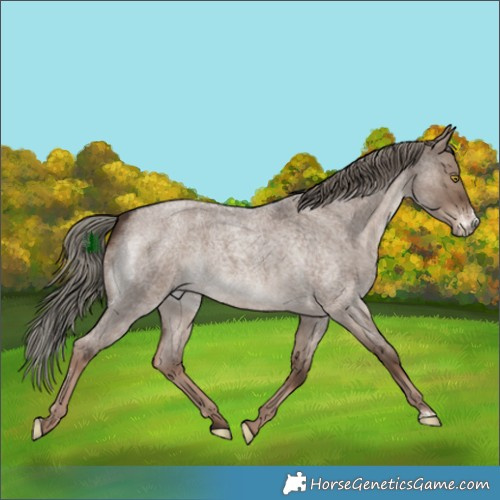 Horse Color:Liver Red Dun Roan Mushroom Sabino 