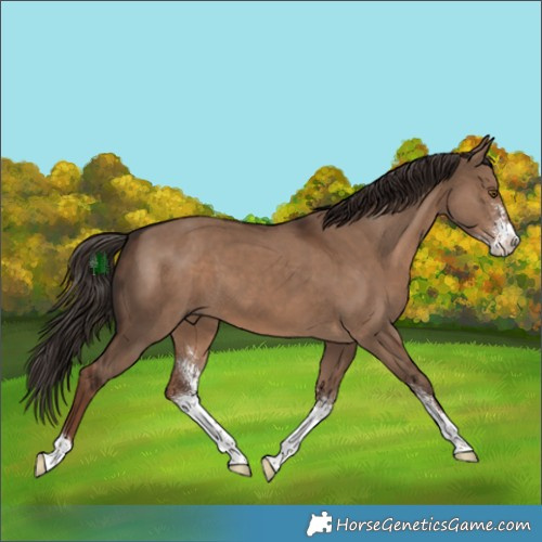 Horse Color:Liver Red Dun Sabino 