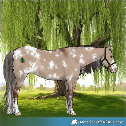Horse Color:White Spotted Liver Red Dun Sabino Rabicano 