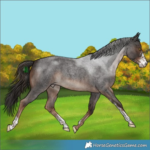 Horse Color:Liver Red Roan Sabino 