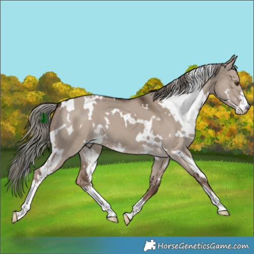 Horse Color:White Spotted Liver Red Dun Mushroom Sabino 