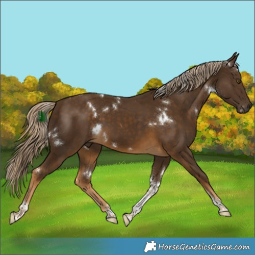 Horse Color:White Spotted Chocolate Palomino Tobiano 