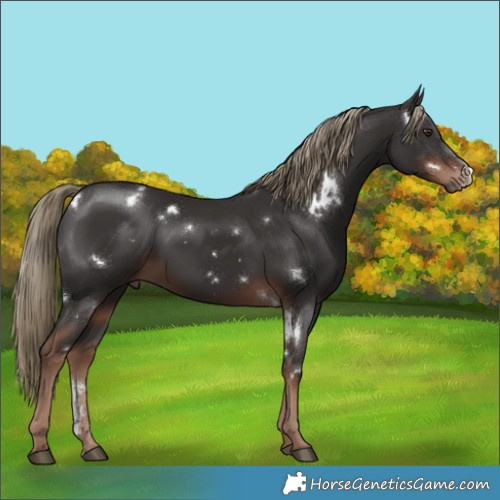 Horse Color:White Spotted Liver Chestnut Sabino 