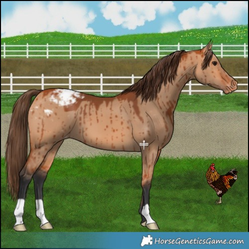 Horse Color:Bay Dun Varnish Brindle 
