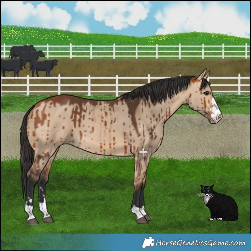 Horse Color:Bay Dun Brindle 