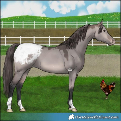 Horse Color:Platinum Bay Dun Appaloosa 