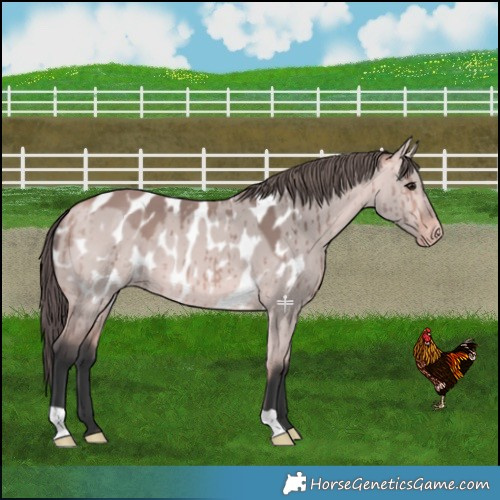 Horse Color:Platinum Bay Dun Near Leopard Brindle