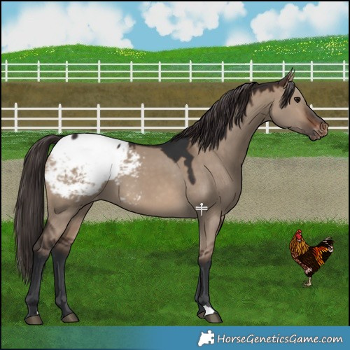 Horse Color:Brown Dun Snowcap 
