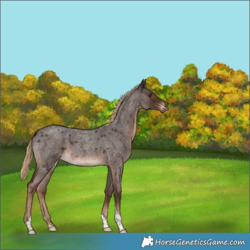 Horse Color:Liver Red Roan Tobiano Rabicano 