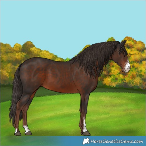 Horse Color:Liver Chestnut Sabino 