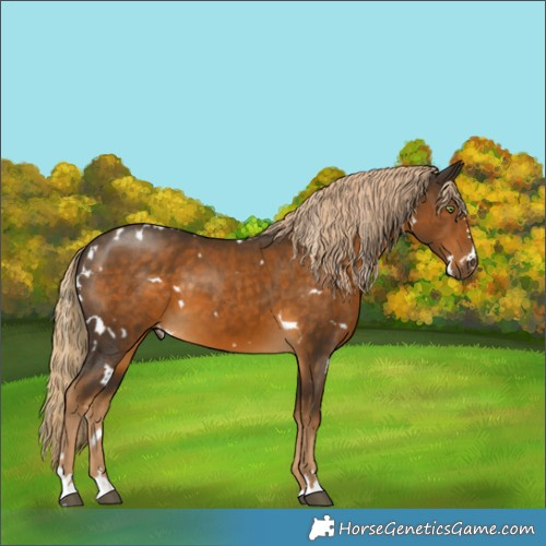 Horse Color:White Spotted Chocolate Palomino