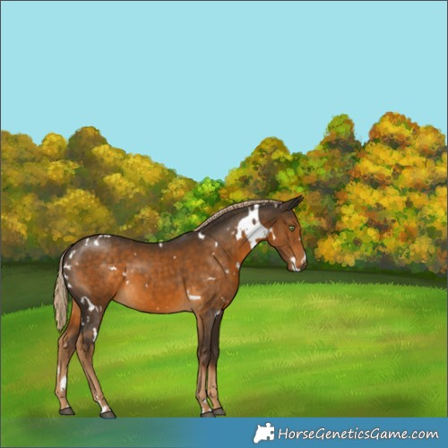 Horse Color:White Spotted Chocolate Palomino 