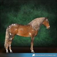 Horse Color:White Spotted Chocolate Palomino
