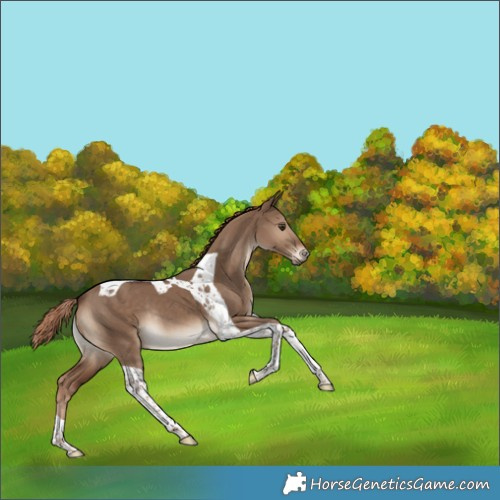 Horse Color:Liver Red Dun Tobiano Rabicano