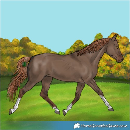 Horse Color:Liver Red Dun Tobiano Rabicano 