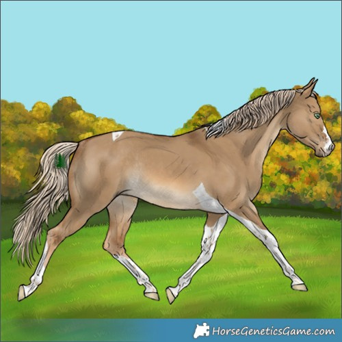 Horse Color:Chocolate Palomino Dun Tobiano Rabicano