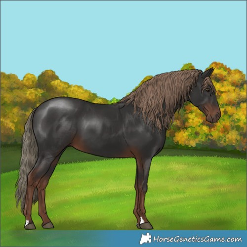 Horse Color:Liver Chestnut 