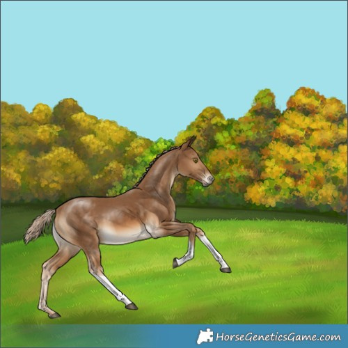 Horse Color:Chocolate Palomino Tobiano Rabicano