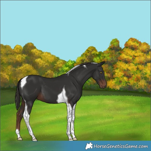 Horse Color:Liver Chestnut Tobiano 