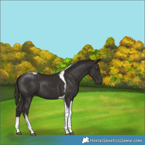 Horse Color:Liver Chestnut Tobiano 