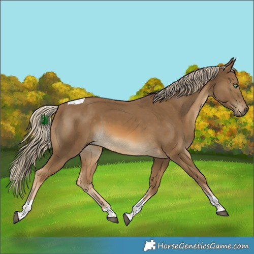Horse Color:White Spotted Chocolate Palomino Tobiano Rabicano