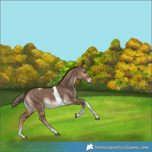 Horse Color:Liver Red Dun Sabino Tobiano 