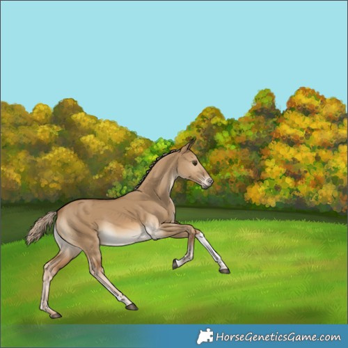 Horse Color:Chocolate Palomino Dun Tobiano Rabicano