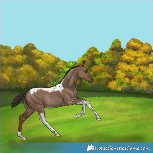 Horse Color:Liver Red Dun Tobiano Rabicano 