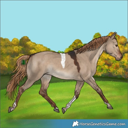 Horse Color:Liver Red Dun Tobiano Rabicano 