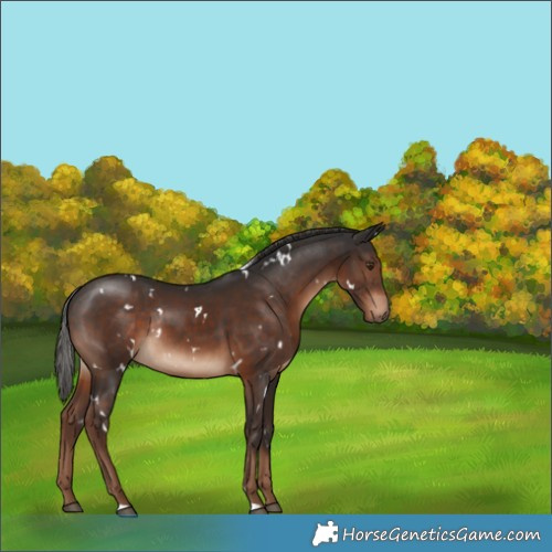 Horse Color:White Spotted Liver Chestnut Rabicano