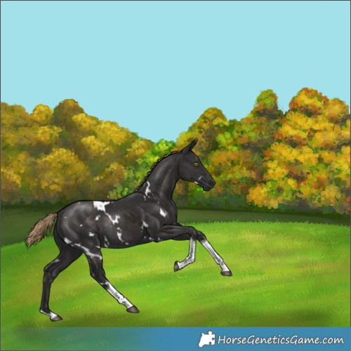 Horse Color:White Spotted Liver Chestnut Tobiano Rabicano