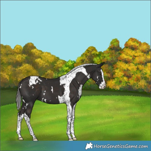 Horse Color:White Spotted Liver Chestnut Splash Tobiano 
