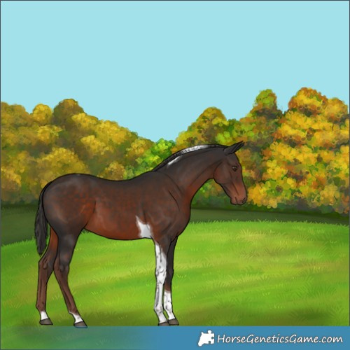 Horse Color:Liver Chestnut Tobiano