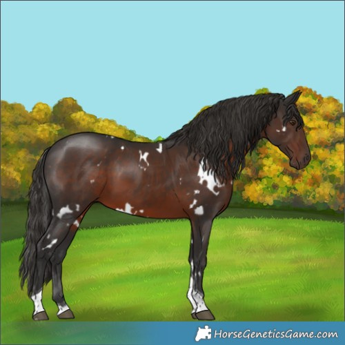 Horse Color:White Spotted Liver Chestnut Tobiano 