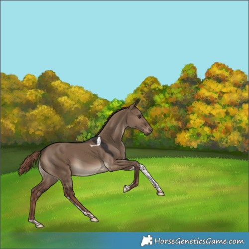 Horse Color:Liver Red Dun Tobiano 