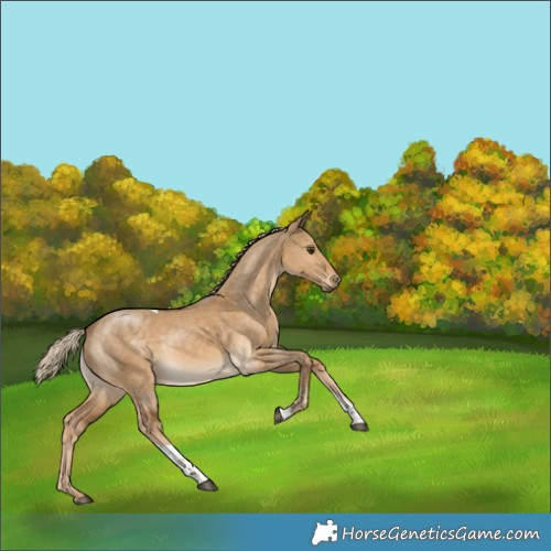 Horse Color:Chocolate Palomino Dun Tobiano Rabicano 