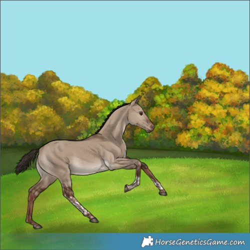 Horse Color:Liver Red Dun Tobiano Rabicano 