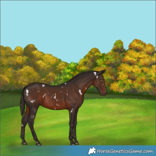 Horse Color:White Spotted Liver Chestnut