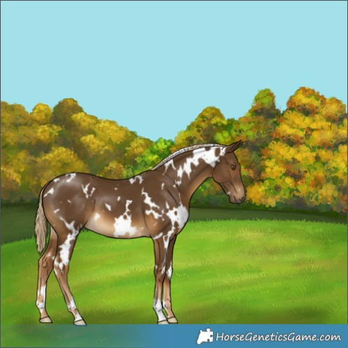 Horse Color:White Spotted Chocolate Palomino 