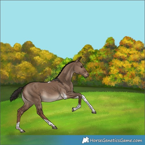 Horse Color:Liver Red Dun Tobiano Rabicano 