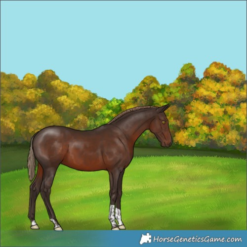Horse Color:Liver Chestnut Tobiano Rabicano