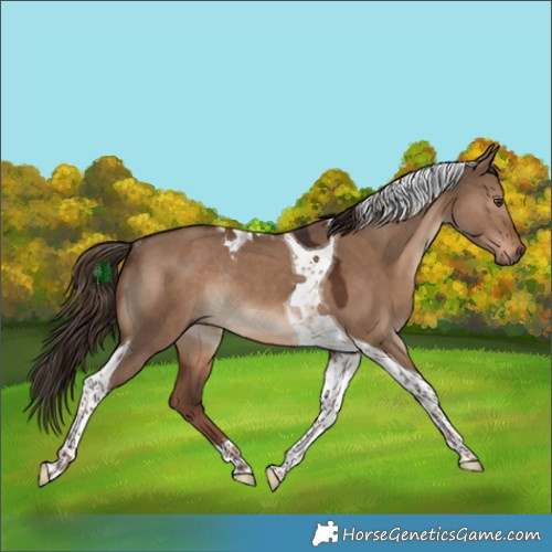 Horse Color:Liver Red Dun Tobiano Rabicano 