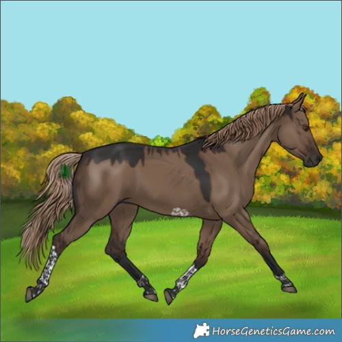 Horse Color:Liver Red Dun Tobiano Rabicano 